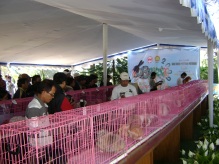 dewan yuri menilai satu persatu kelinci (BPPT Lembang Bandung 13 Juli 2009